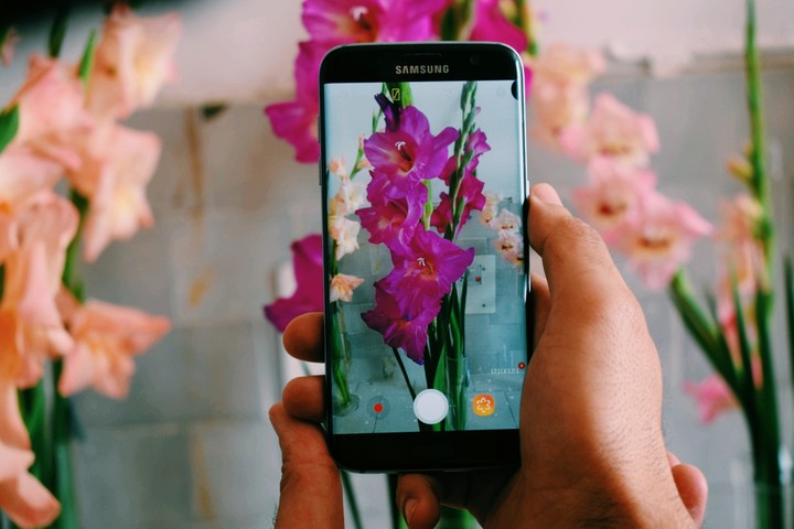 gladiolus