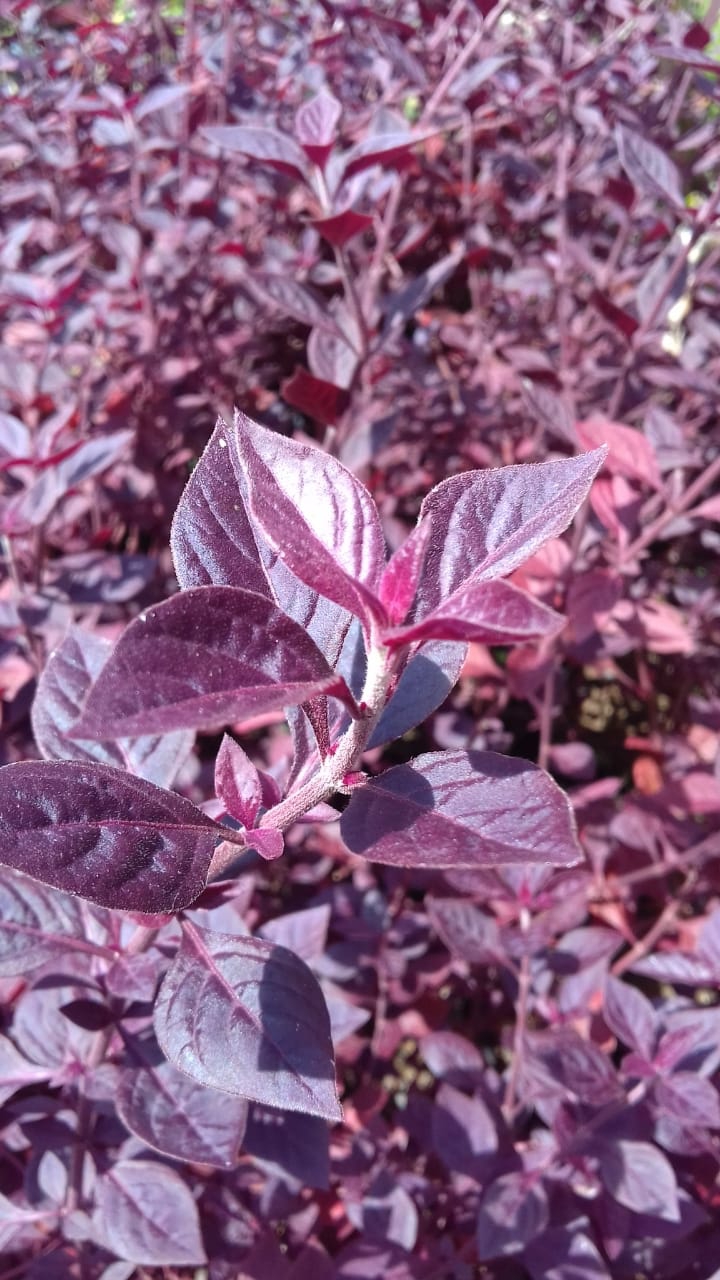 plant