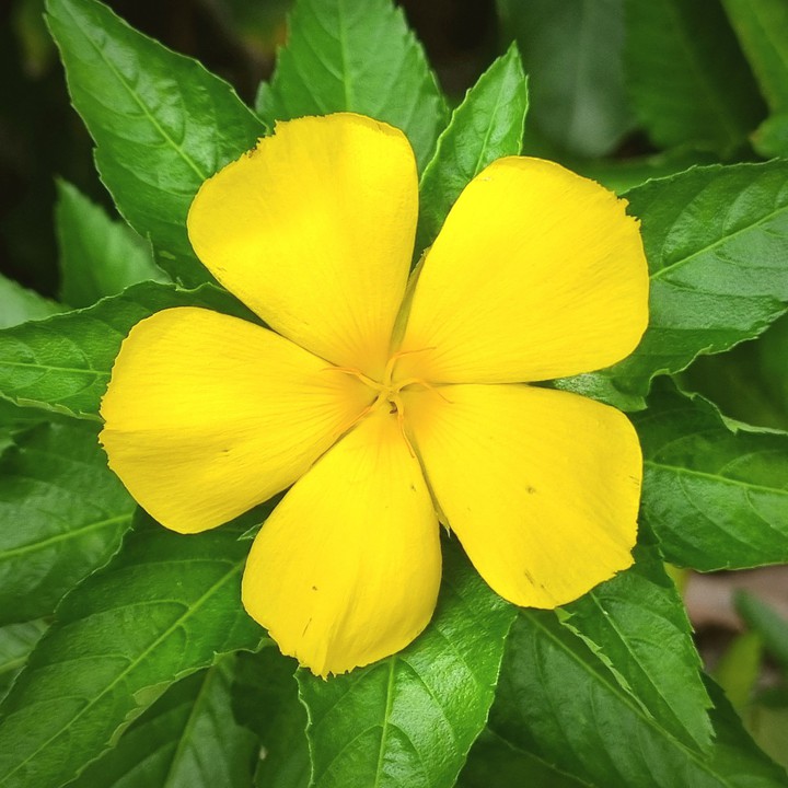 Turnera ulmifolia (Sage rose)