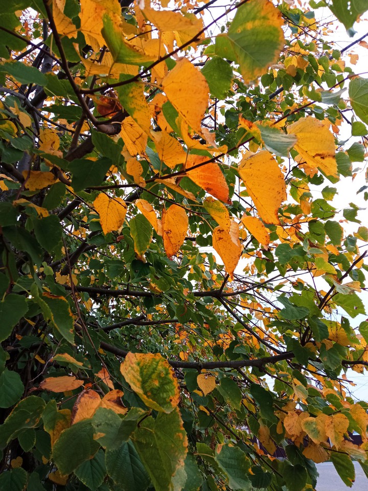 autumn