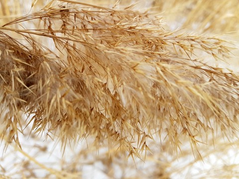 field, agriculture壁紙