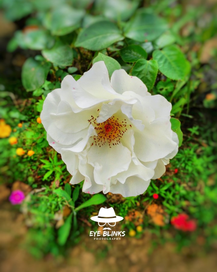 white rose