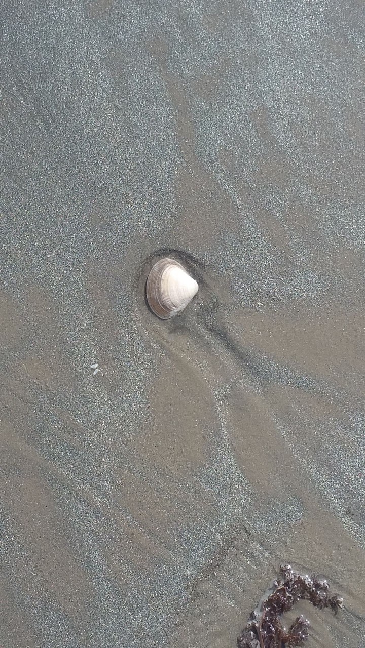 shell on sea sand