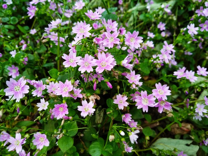 Small cute purple flowers