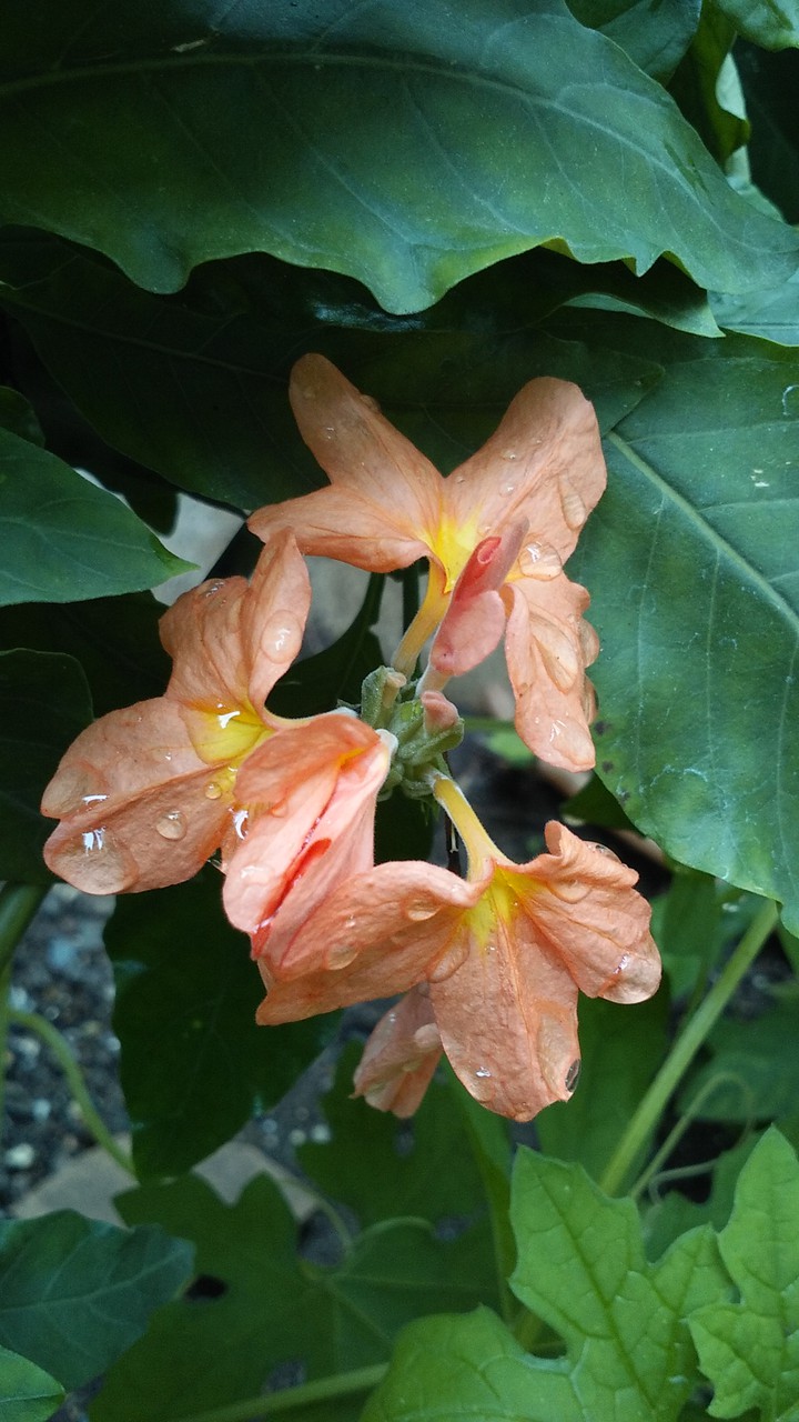 firecracker flower