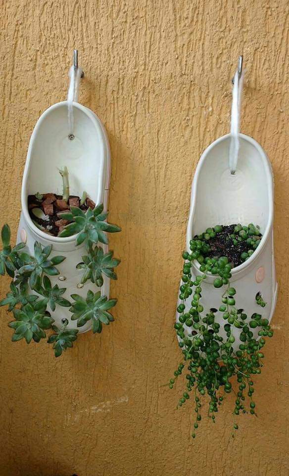 succulents