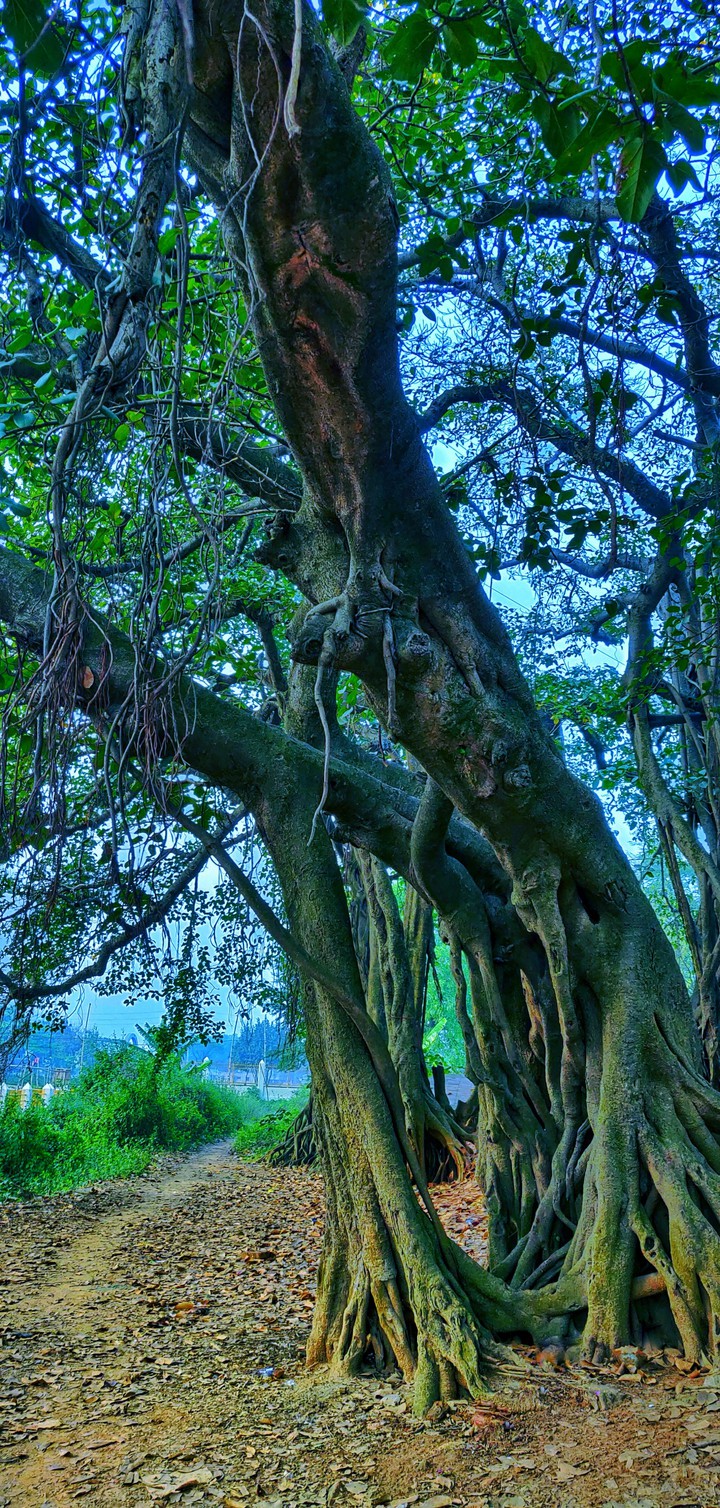 One with many..the wisdom of the banyan tree..