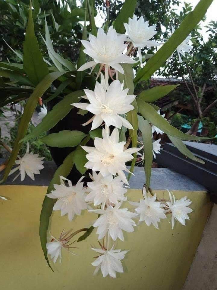 fl
