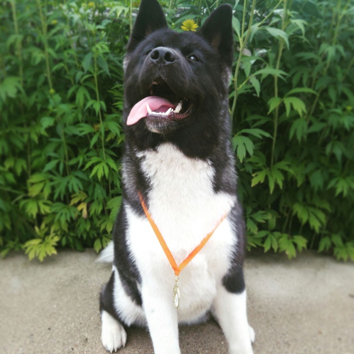 Great Japanese dog