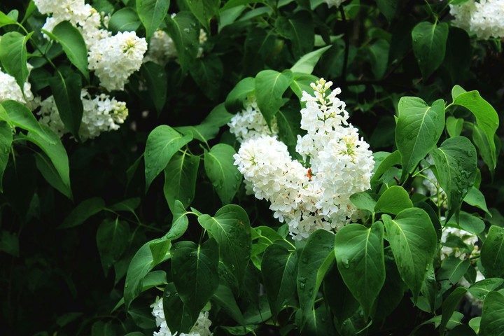 White lila