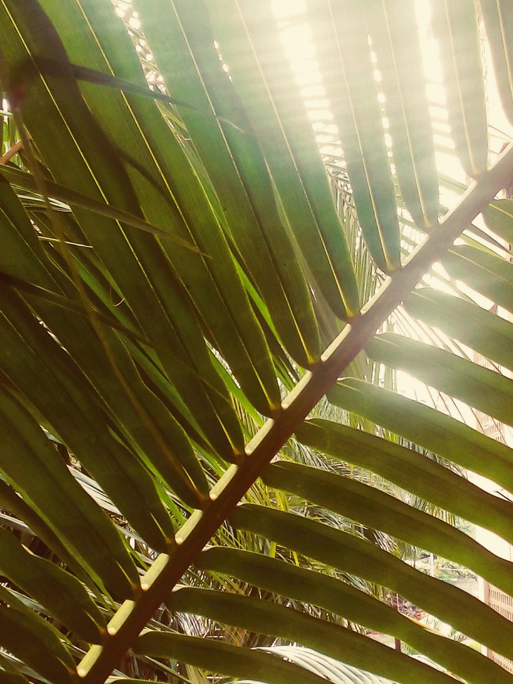 Coconut Tree