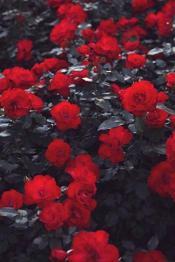 rose