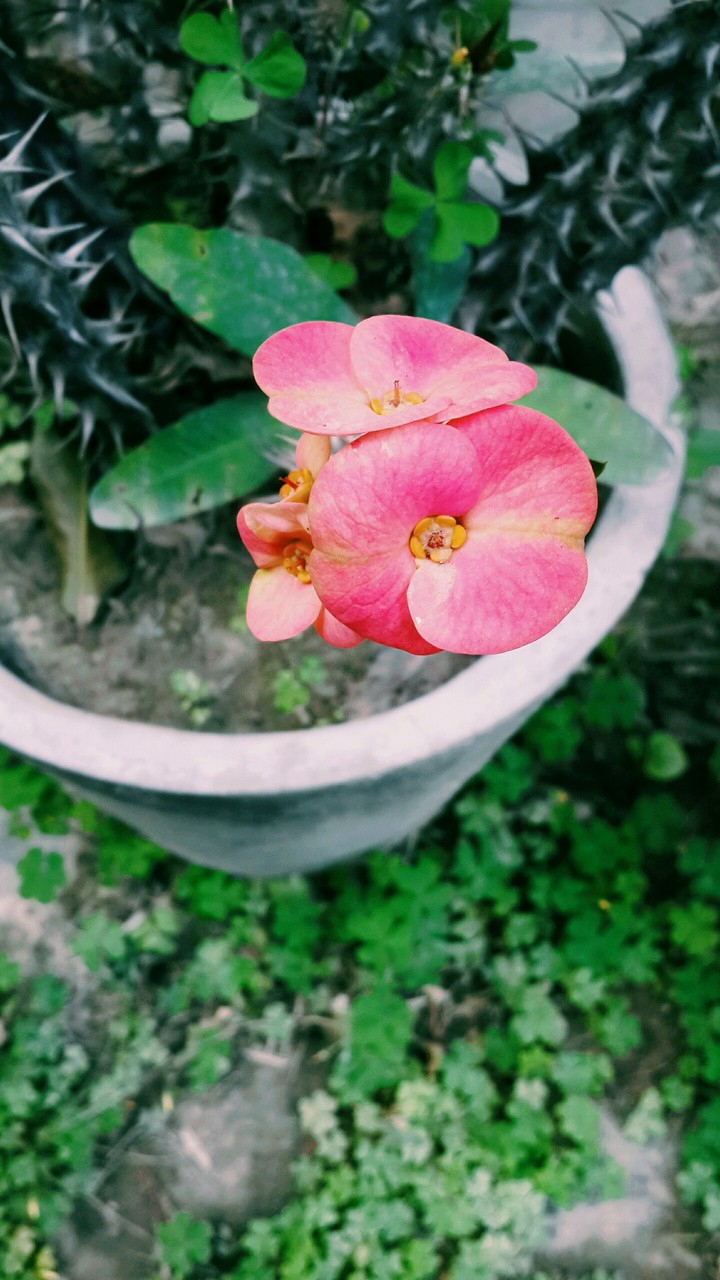 my click