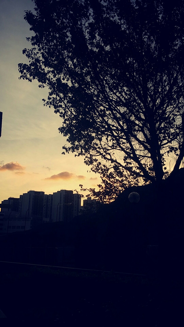 sunset tree