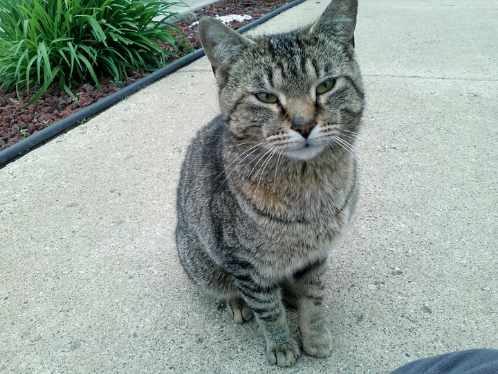 Beautiful Stray Cat