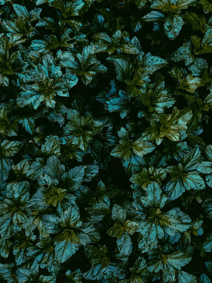 hojas verdes