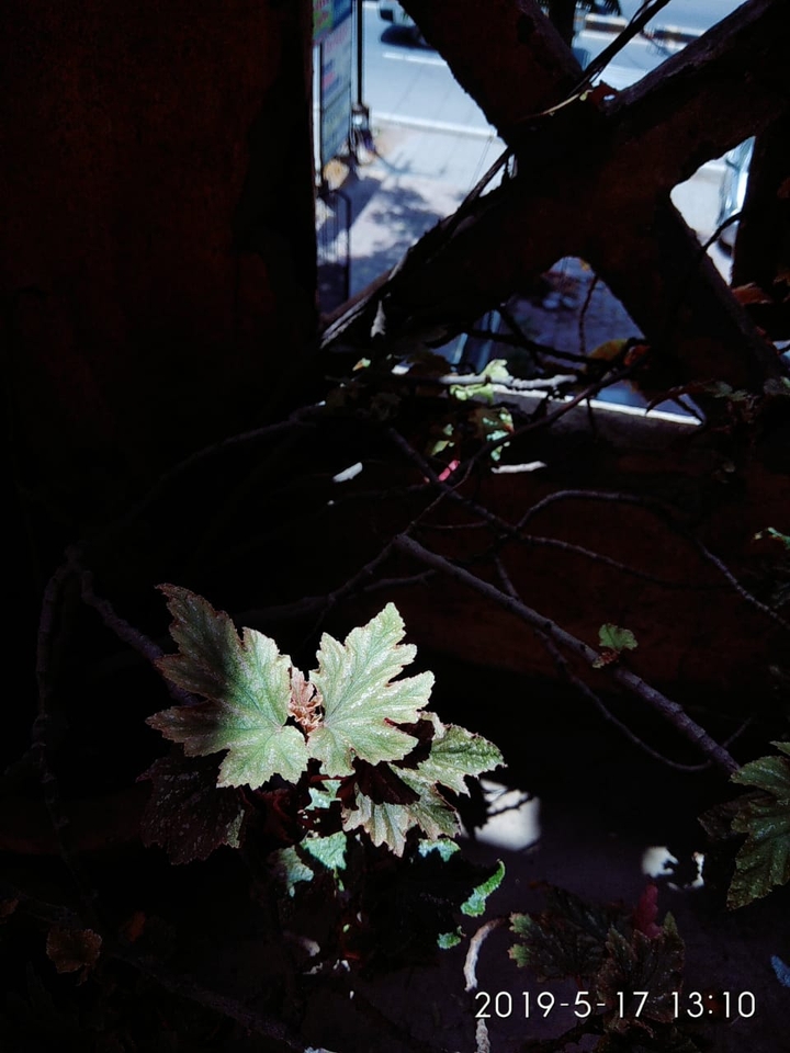 nature