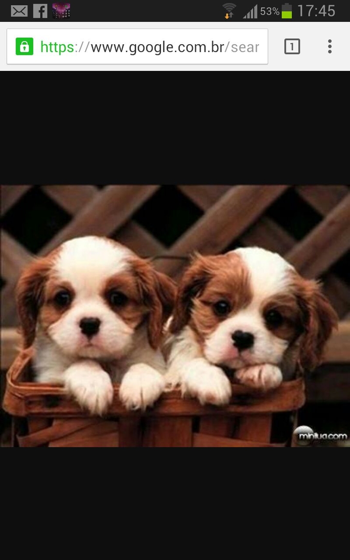animais fofos
