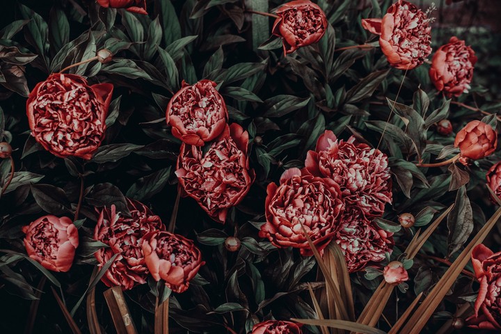 Peonies
