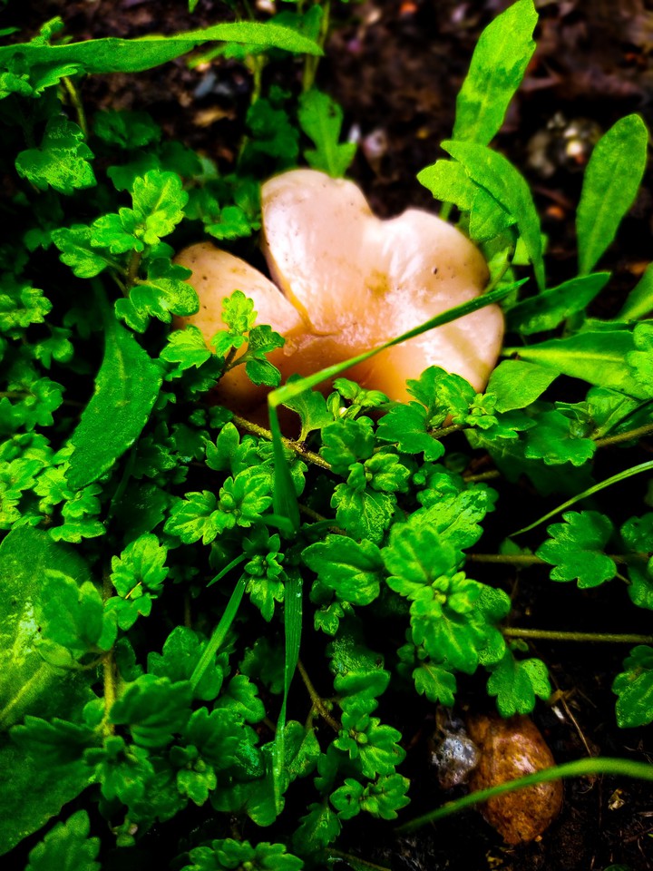 after the rain