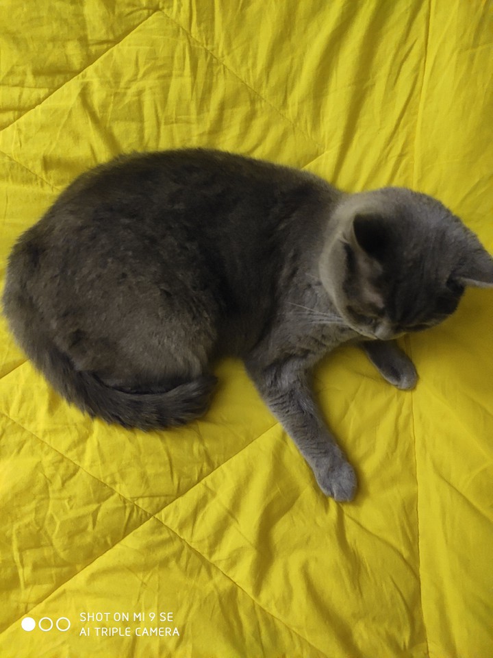 кот