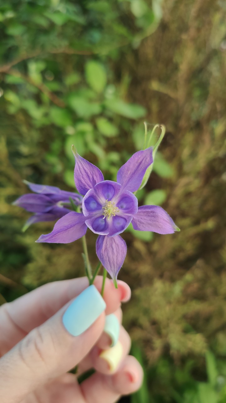 Purple flower