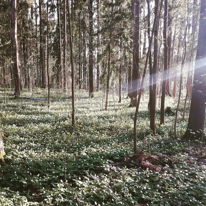 A fairy tale forest