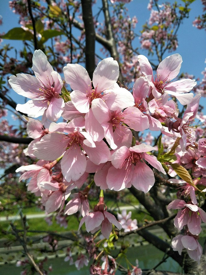 櫻花