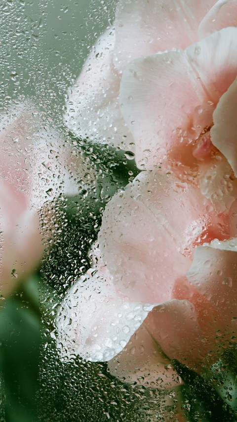 Close-up, drop桌布