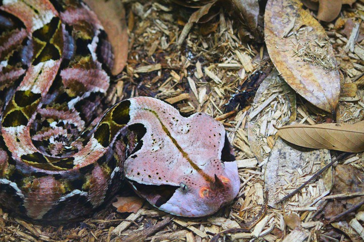 Rattlesnake, Singapore Zoo