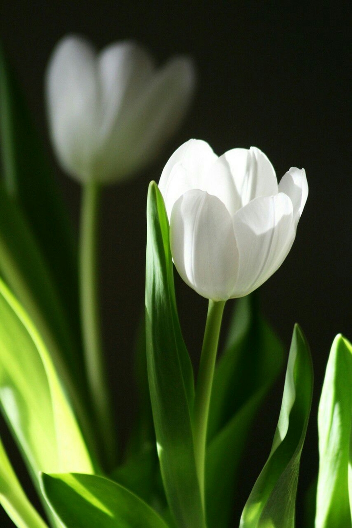 Flower!!