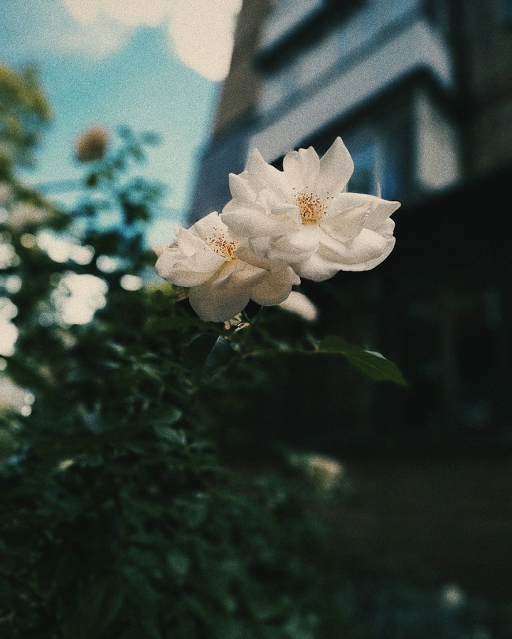 White rose