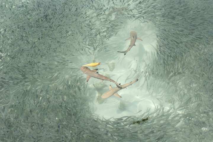 Sea