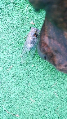 Locust and Lala