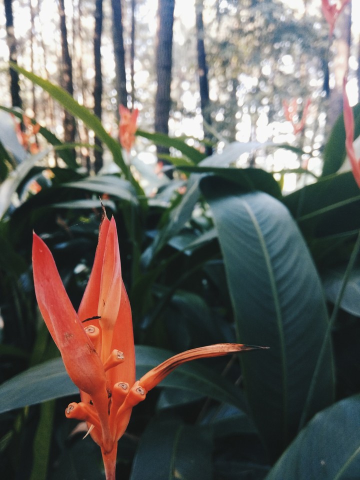 flower