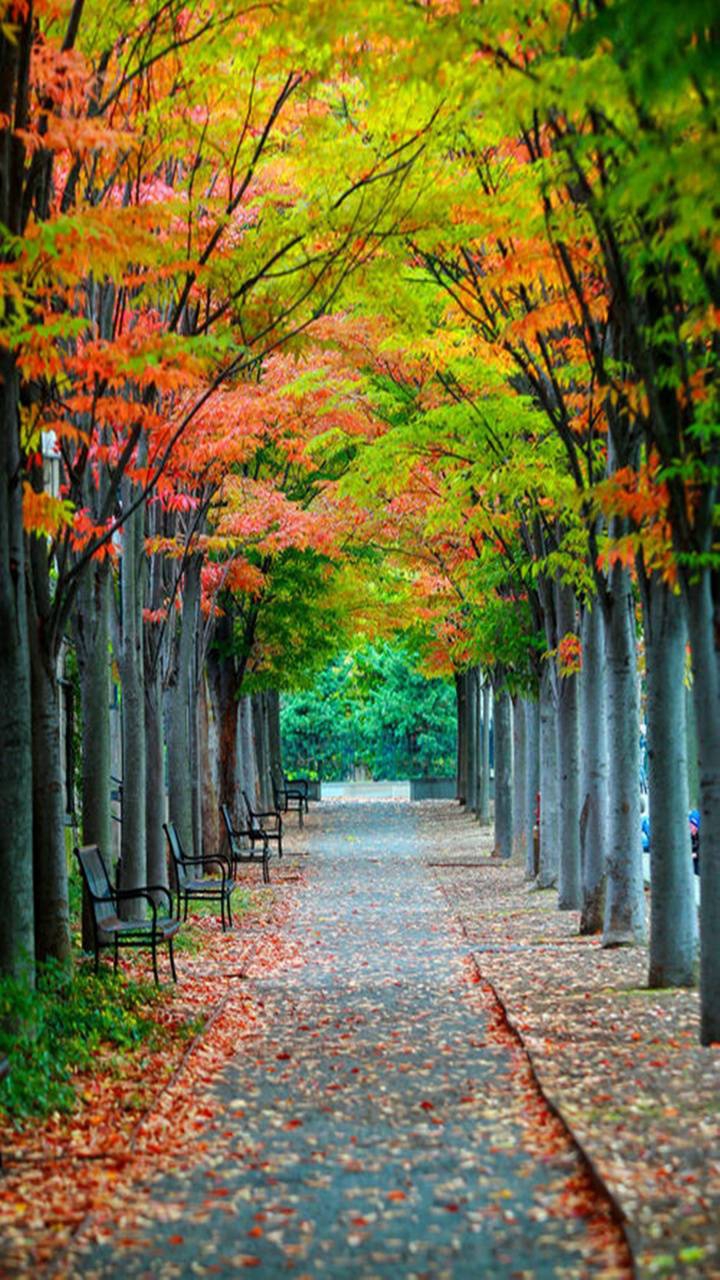 Road