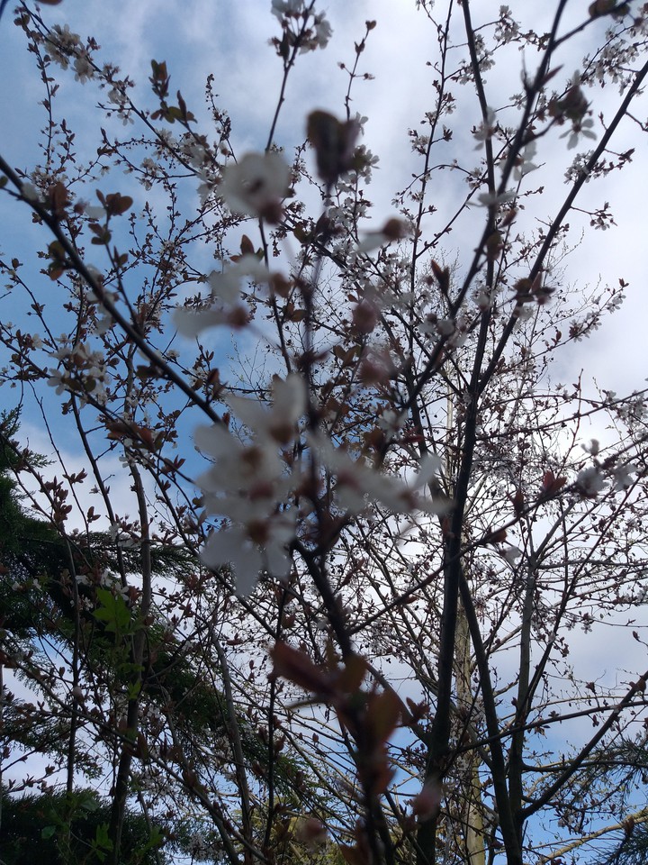 spring