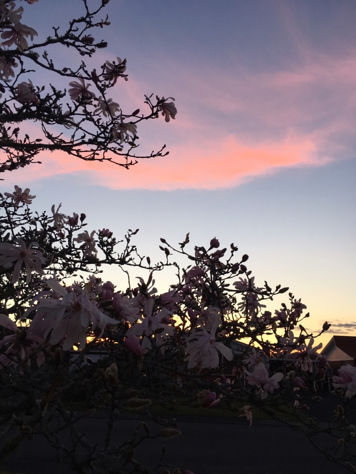 Blossom in Spring