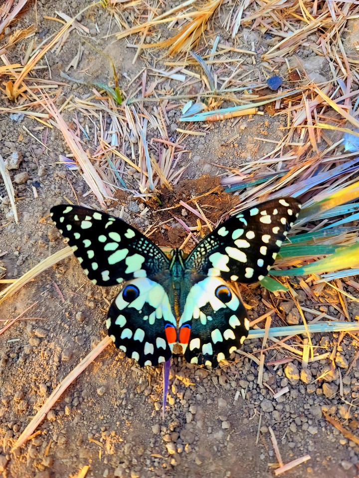 beautiful butterfly