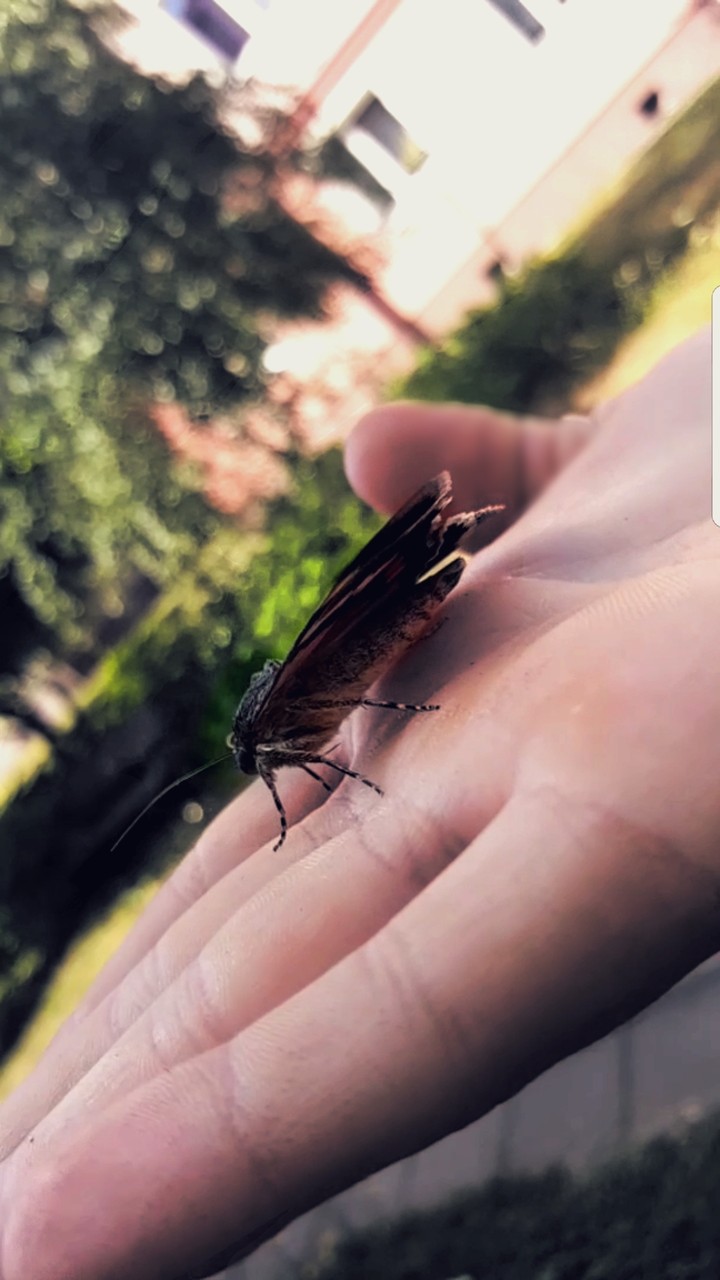 nature