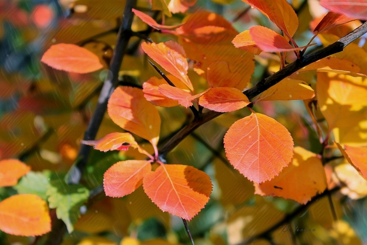 O.V.᯽Autumn leaves