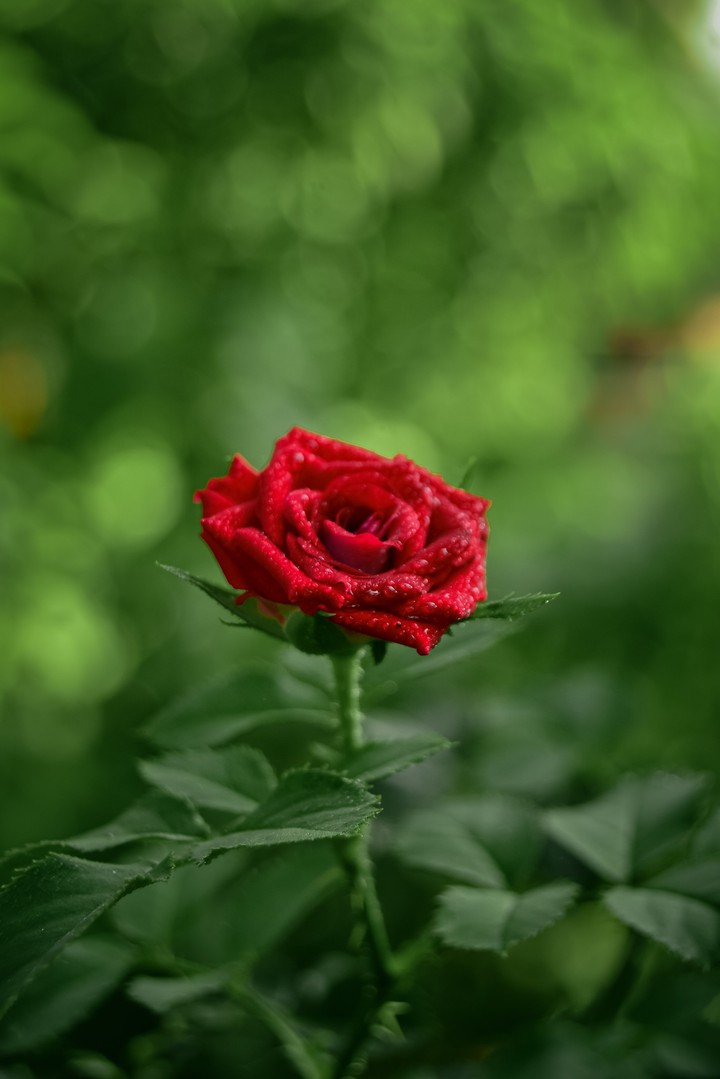 red rose