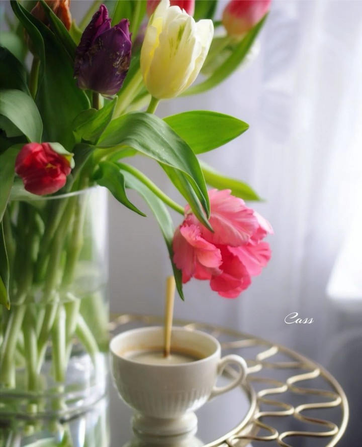 tulip