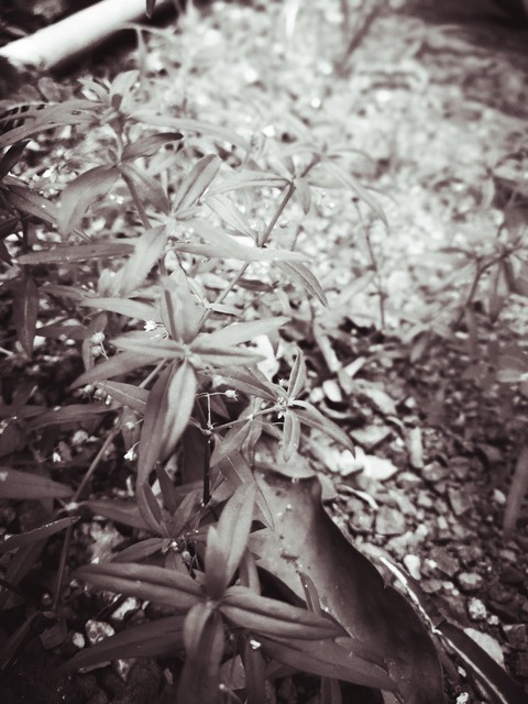 on the ground