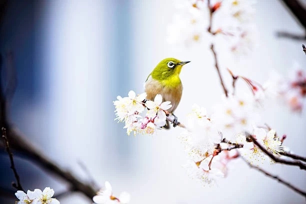mejiro on plum blossom branch