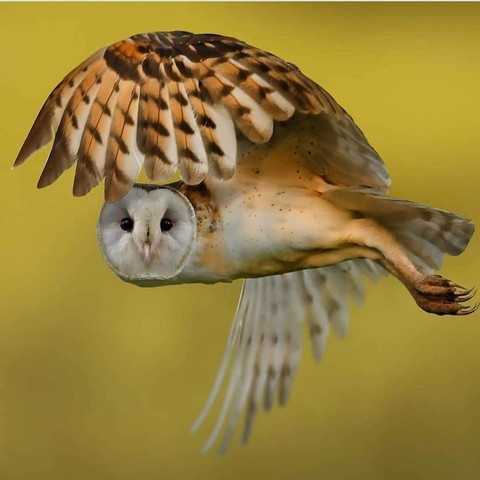 тапети vertebrate, wing