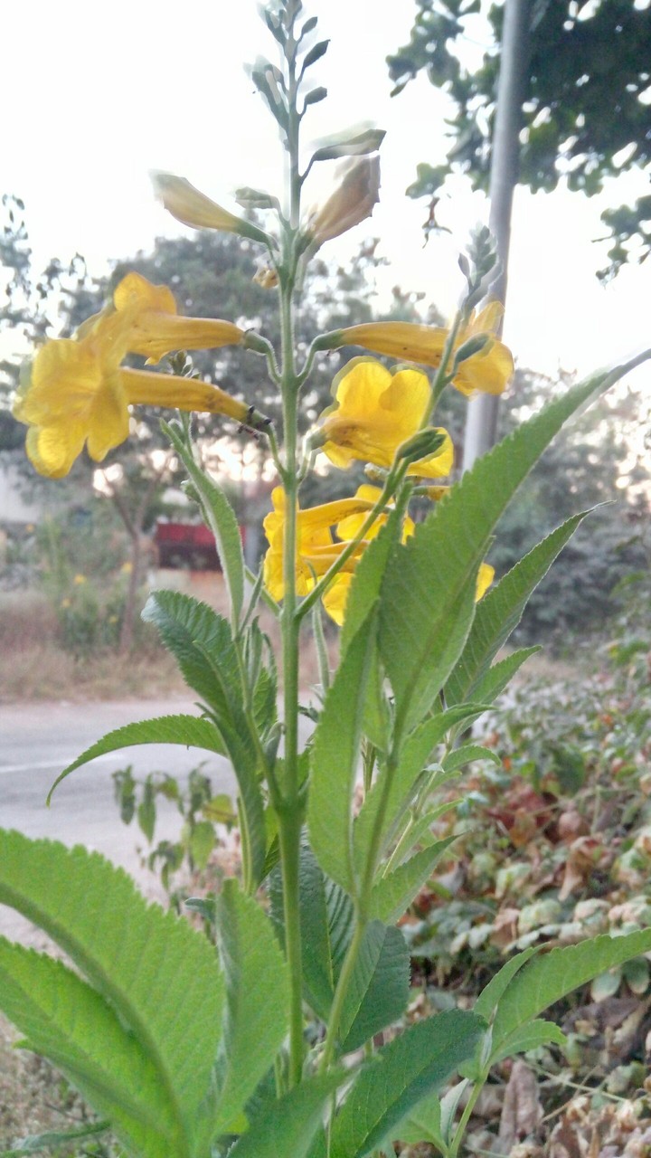 yellow flower