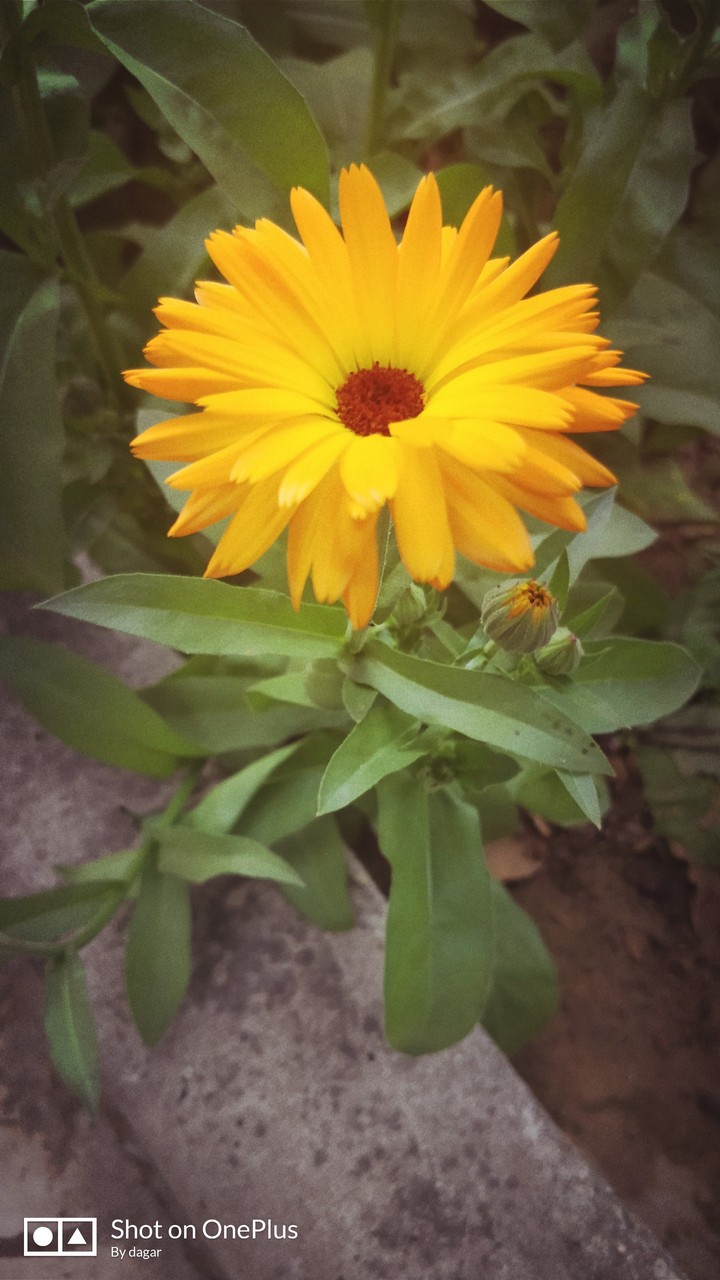 yellow flower