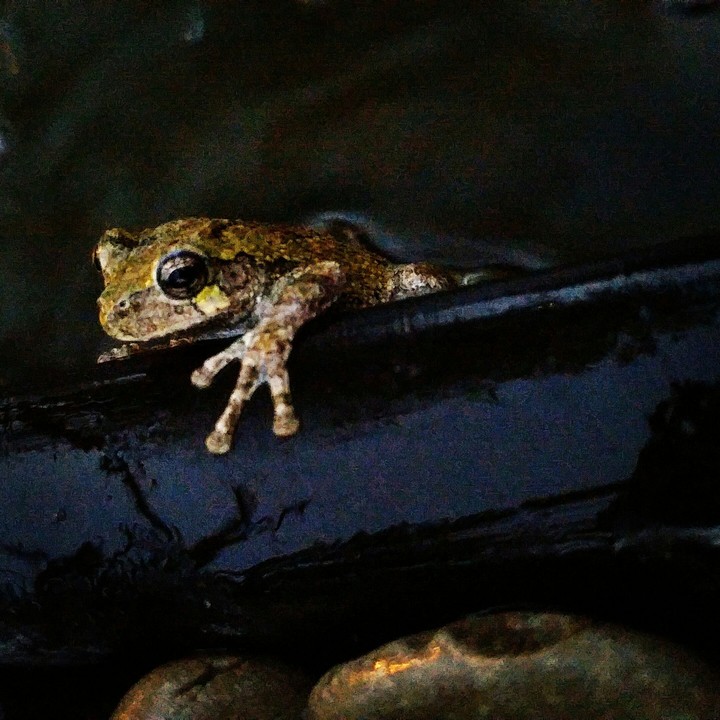 frog in pond