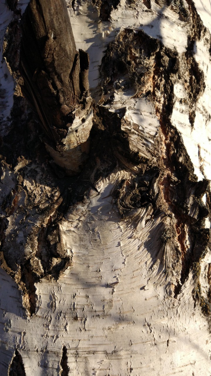 tree